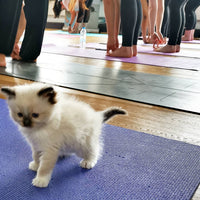 Kitten Yoga Pets Yoga
