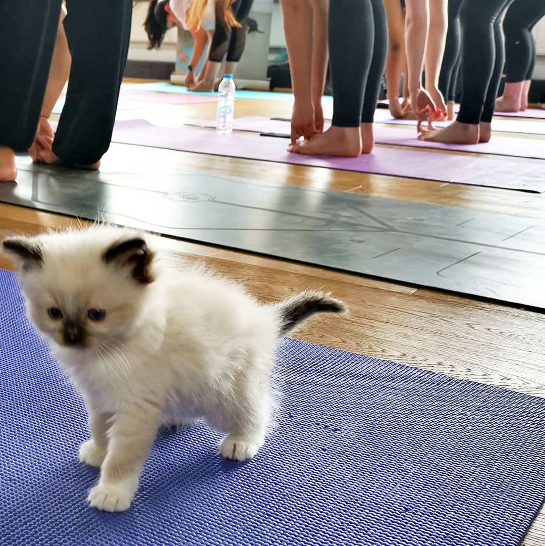 Kitten Yoga Pets Yoga