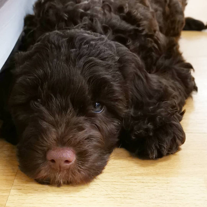 BLACK FRIDAY - PUPPY YOGA DECEMBER 6TH 2025 - LABRADOODLES - PARSONS GREEN