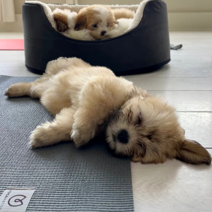 PUPPY YOGA LONDON - FULHAM - SHITZUS - OCTOBER 1ST 2023