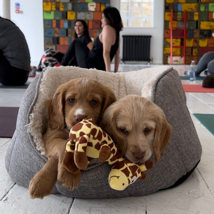 PUPPY YOGA LONDON - OCTOBER 21ST 2023- COCKER SPANIELS