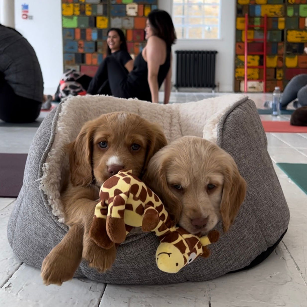 PUPPY YOGA LONDON - OCTOBER 22ND 2023  - COCKER SPANIELS