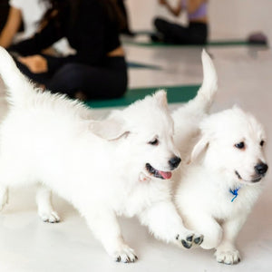 PUPPY YOGA LONDON - MAY 27TH 2023 - OLD STREET - STUDIO 1 - LABRADORS