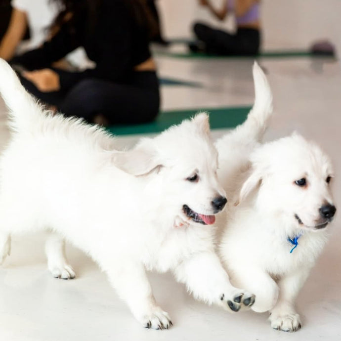 PUPPY YOGA LONDON - OCTOBER 12TH 2023 - LONDON BRIDGE - MINIATURE LABRADOODLES