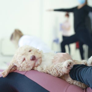 PUPPY YOGA LONDON - FEBRUARY 24TH 2024 - BEIGE AND BROWN LABRADORS - FULHAM