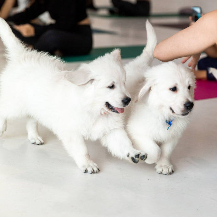 PUPPY YOGA LONDON - OCTOBER 28TH 2023 - COCKER SPANIELS