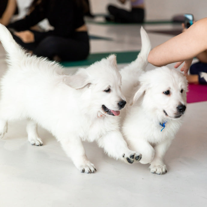 PUPPY YOGA LONDON - DECEMBER 16TH 2023  - GOLDEN RETRIEVERS