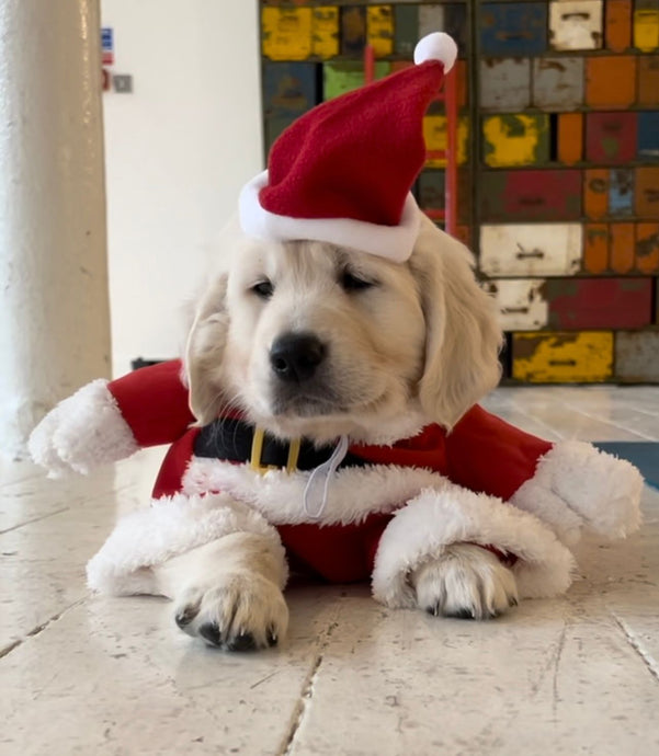 WEEKDAY PUPPY YOGA CHRISTMAS SPECIAL - DECEMBER 19TH 2025 - GOLDEN RETRIEVERS - ANGEL