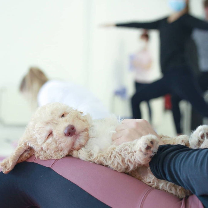 PRIVATE BOOKING ANNA CAFFREY - JP MORGAN - PUPPY YOGA LONDON -  DECEMBER 13TH 2023