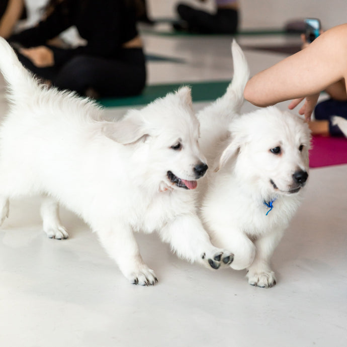 PUPPY YOGA LONDON - OCTOBER 29TH 2023  - COCKER SPANIELS