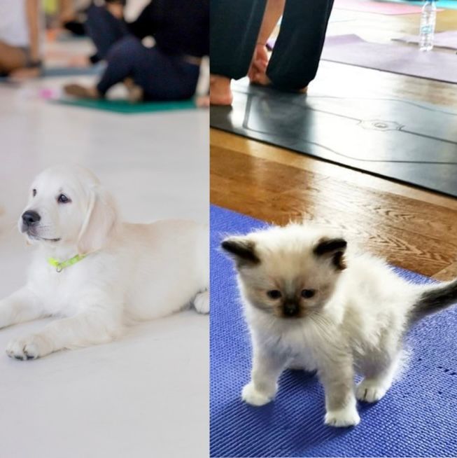 SPECIAL PUPPY & KITTEN YOGA (ALTOGETHER!)  - AUGUST 16TH 2025 - GOLDEN RETRIEVERS AND RAGDOLLS -  ANGEL